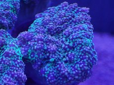 画像2: No.1 ツツマルハナブササンゴ (2)