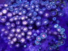 画像2: No.54　ベトナム産　マメスナギンチャク (2)