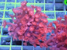 画像1: No.24 トンガ産 ハナガササンゴ　レッド (1)