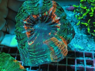プクプク系サンゴを買うならアクアスタイルユー 海水魚 サンゴ