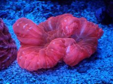 画像1: No.10 コハナガタサンゴ　レッド (1)