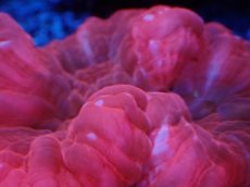 画像2: No.10 コハナガタサンゴ　レッド (2)