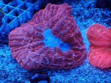 画像1: No.11 コハナガタサンゴ　レッド (1)