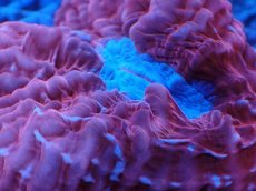 画像2: No.11 コハナガタサンゴ　レッド (2)