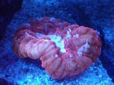 画像1: No.12 コハナガタサンゴ　レッド (1)