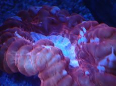 画像2: No.12 コハナガタサンゴ　レッド (2)