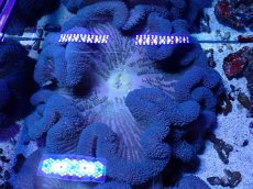 画像1: No.1 ハタゴイソギンチャク　ブルー (1)