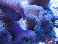 画像2: No.1 ハタゴイソギンチャク　ブルー (2)