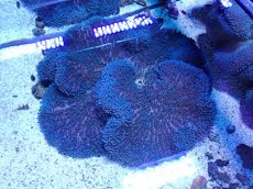 画像1: No.2 ハタゴイソギンチャク　ブルー (1)