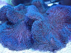 画像2: No.2 ハタゴイソギンチャク　ブルー (2)