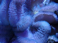 画像1: No.3 ハタゴイソギンチャク　ブルー (1)