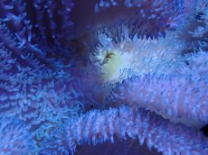 画像2: No.3 ハタゴイソギンチャク　ブルー (2)