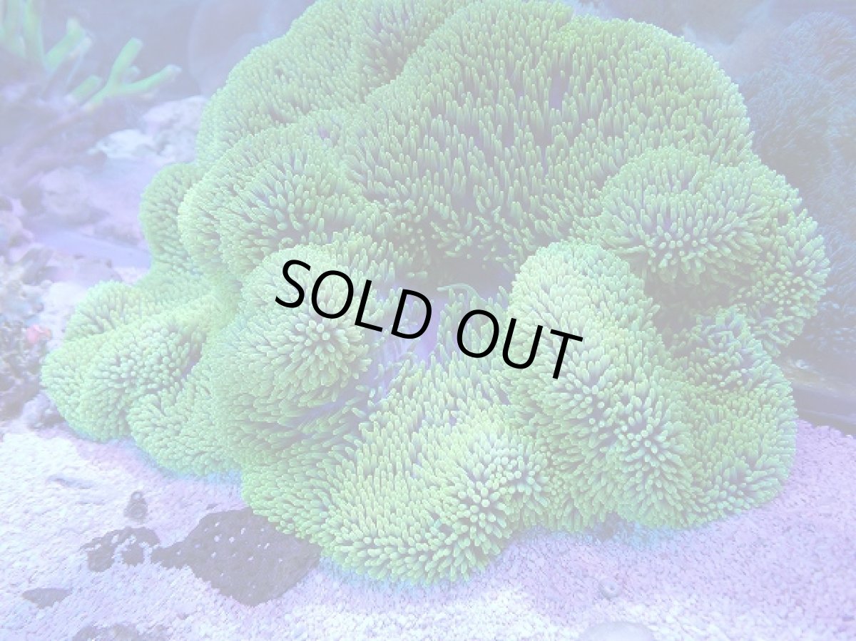 画像1: No.4 ハタゴイソギンチャク　メタリックグリーン (1)