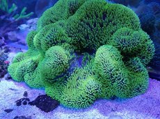 画像1: No.4 ハタゴイソギンチャク　メタリックグリーン (1)