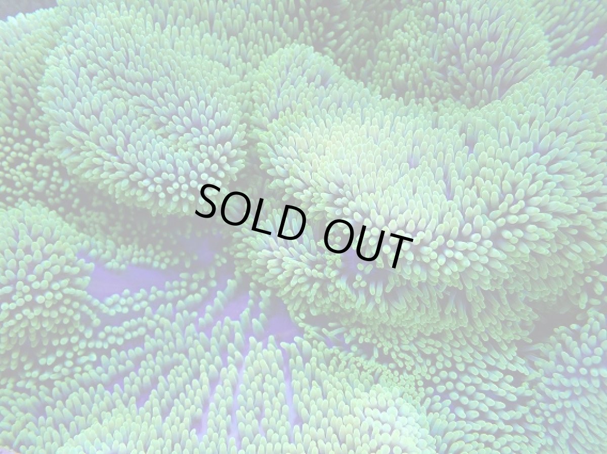 画像2: No.4 ハタゴイソギンチャク　メタリックグリーン (2)