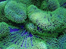 画像2: No.4 ハタゴイソギンチャク　メタリックグリーン (2)