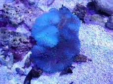 画像1: No.5 ハタゴイソギンチャク　ブルー (1)