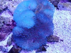 画像2: No.5 ハタゴイソギンチャク　ブルー (2)