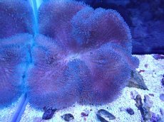 画像1: No.6 ハタゴイソギンチャク　ブルー (1)