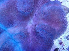 画像2: No.6 ハタゴイソギンチャク　ブルー (2)