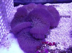 画像1: No.7 ハタゴイソギンチャク　ブルー (1)