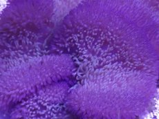 画像2: No.7 ハタゴイソギンチャク　ブルー (2)