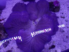 画像1: No.8 ハタゴイソギンチャク　ブルー (1)