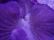 画像2: No.8 ハタゴイソギンチャク　ブルー (2)