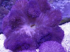 画像1: No.9 ハタゴイソギンチャク　ブルー (1)