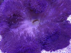 画像2: No.9 ハタゴイソギンチャク　ブルー (2)