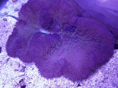 画像1: No.10 ハタゴイソギンチャク　ブルー (1)