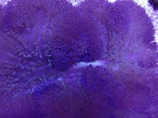 画像2: No.10 ハタゴイソギンチャク　ブルー (2)