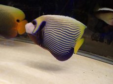 画像1: No.1 タテジマキンチャクダイ　太平洋型　 (1)