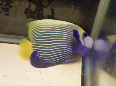 画像2: No.1 タテジマキンチャクダイ　太平洋型　 (2)