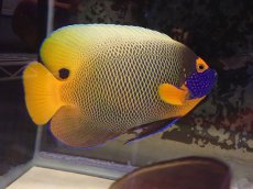 画像1: No.2 ブルーフェイスエンゼル　Lサイズ (1)