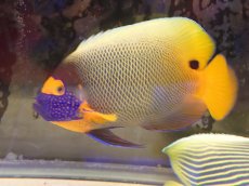 画像2: No.2 ブルーフェイスエンゼル　Lサイズ (2)