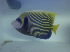 画像1: No.3 タテジマキンチャクダイ　太平洋型　 (1)