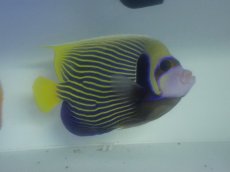 画像2: No.3 タテジマキンチャクダイ　太平洋型　 (2)