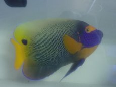 画像1: No.4 ブルーフェイスエンゼル　XLサイズ (1)