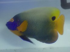 画像2: No.4 ブルーフェイスエンゼル　XLサイズ (2)