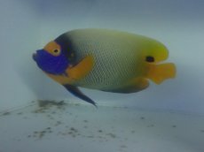 画像1: No.5 ブルーフェイスエンゼル　Lサイズ (1)