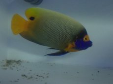 画像2: No.5 ブルーフェイスエンゼル　Lサイズ (2)