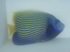 画像2: No.6 タテジマキンチャクダイ　太平洋型　 (2)