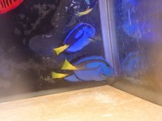 画像1: No.7 ナンヨウハギ　MLサイズ (1)