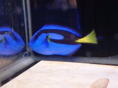 画像2: No.7 ナンヨウハギ　MLサイズ (2)