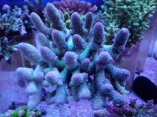 画像1: No.1 オーストラリア産 スパスラータ　　【人気No.1】 (1)