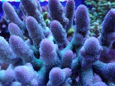 画像2: No.1 オーストラリア産 スパスラータ　　【人気No.1】 (2)