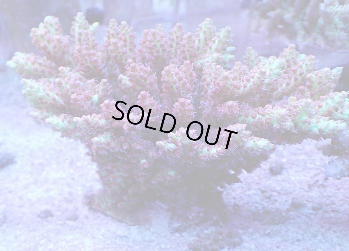 画像1: No.2 オーストラリア産 ストロベリーショートケーキ　ホール　　【入荷したのは1個のみ！】 (1)