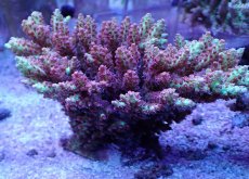 画像1: No.2 オーストラリア産 ストロベリーショートケーキ　ホール　　【入荷したのは1個のみ！】 (1)