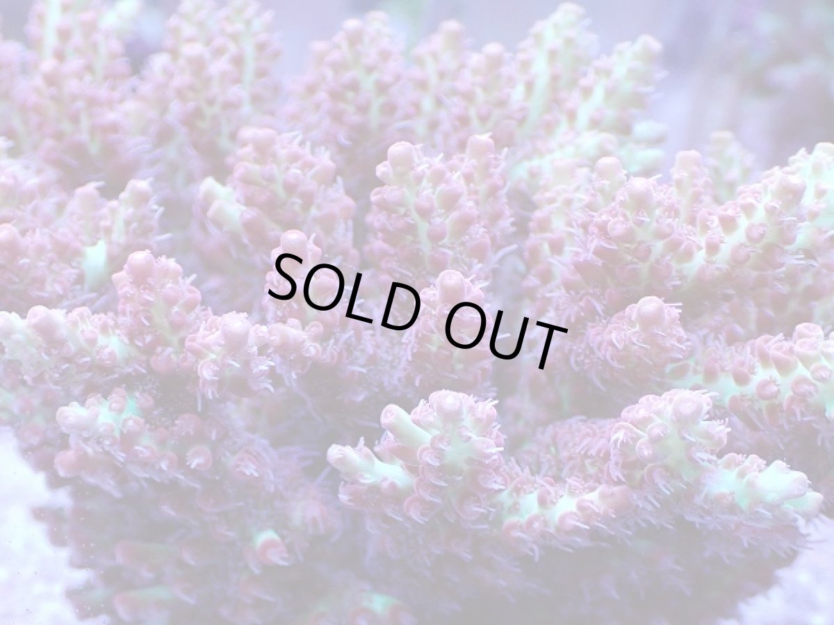 画像2: No.2 オーストラリア産 ストロベリーショートケーキ　ホール　　【入荷したのは1個のみ！】 (2)